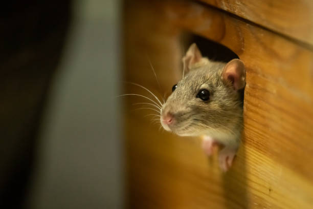 When Pests Invade - The Serious Threat of Infestations in Hospital