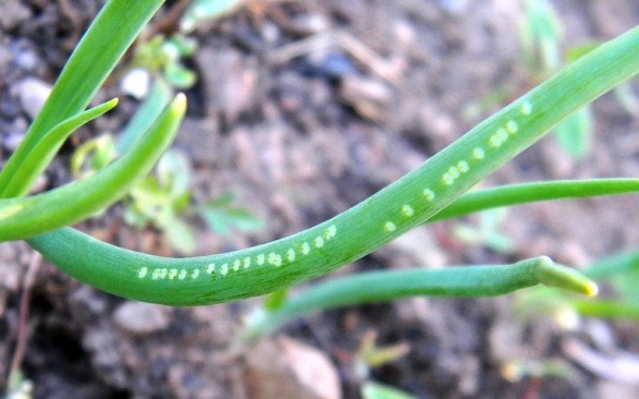 Allium Leafminer - A New Invasive Pest