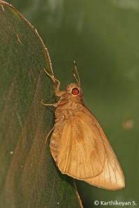 Banana Skipper destroying banana plantations