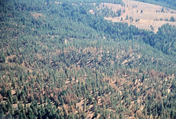 Bark beetle infestation in your woods and forests