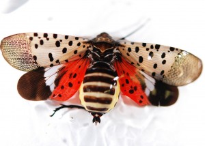 Battling The Spotted Lanternfly- The non-toxic way