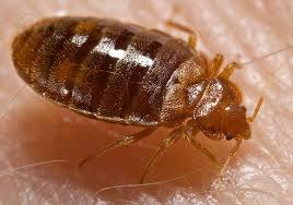 Bed bug- The peace pillager