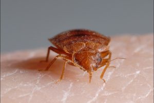 Bed Bugs – The Bloodsucking Parasites