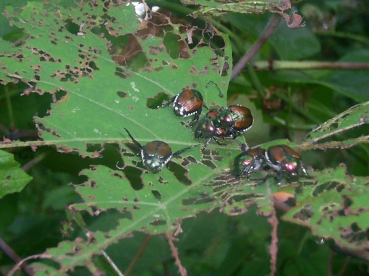 Beware, they are invading - Japanese Beetles