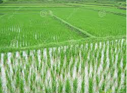 Brown planthopper’s deadly attack on rice