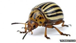 Colorado potato beetles at large