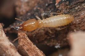 Coptotermes acinaciformis-A major cause of wood damage in Australia