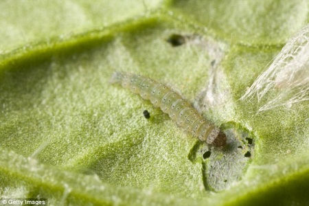 Diamondback moths – The Super Moths