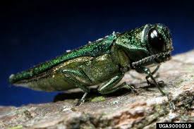 Emerald Ash Borer!