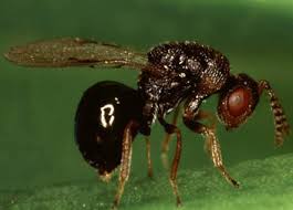 Gall wasps destroying trees…docx