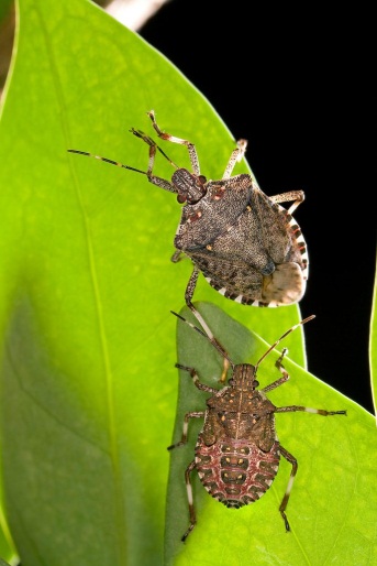 Getting rid of stink bugs