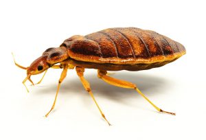 How bedbug infestation affects the human body and mind