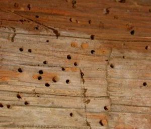 Insects that prey on your log home