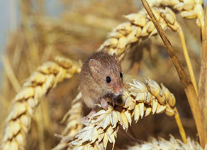 Mice Menace in Agriculture