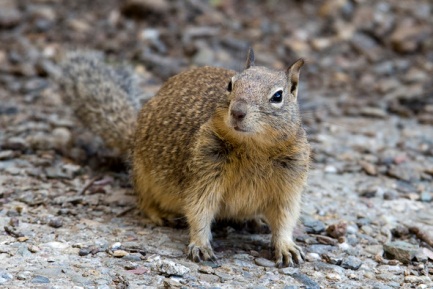 Military application endangered by rodents