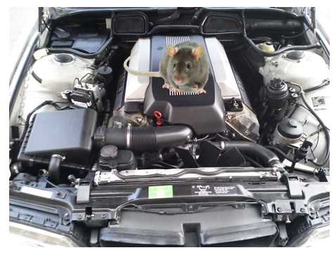 One simple way to keep rodents out of cars