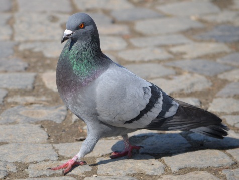 Pesky and Pervasive Pigeons