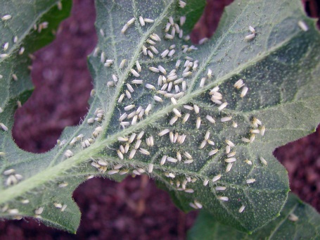Pesky Silverleaf whiteflies