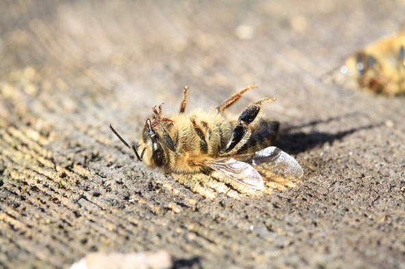 Pesticide poisoning to bees