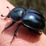 Pests - A threat to Naval Force