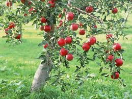 Prevent apple sawflies from destroying our apples in a non-toxic way