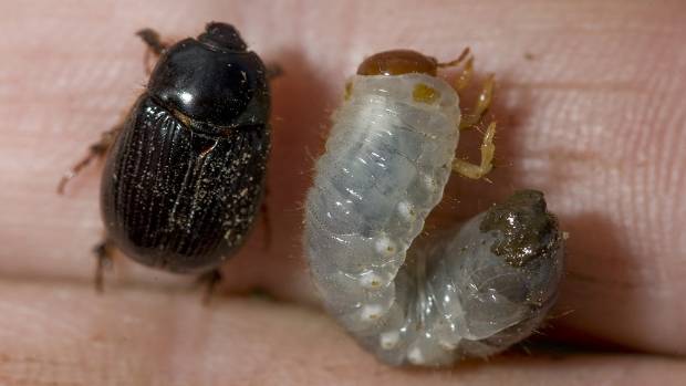 Protecting your garden from grass grub