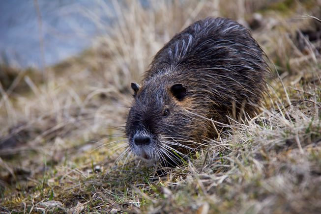 Rodents of Unusual Size - Nutria