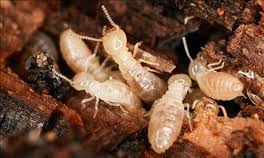 Termites- A Homeowner’s worst nightmare