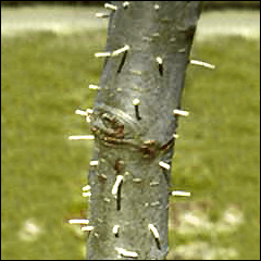 The Asian ambrosia beetle