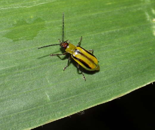 The billion dollar bug-Corn rootworm