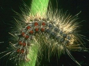 The menace of Brown marmorated stink bugs