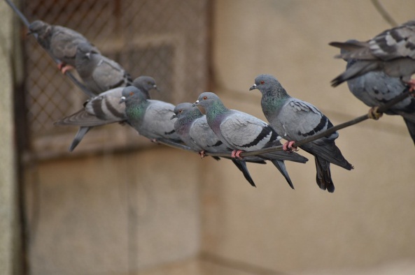 The New urban menace-The Pigeons
