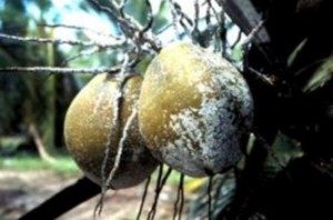 The tree of life in danger