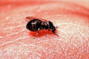 This town has its own fly