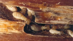 Unwanted Tenants – The Termites