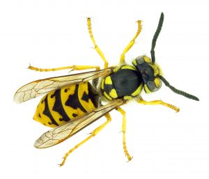 Wasps the virulent insects