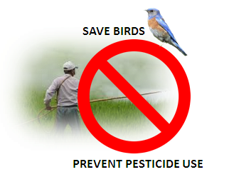 When birds fall prey to pesticides