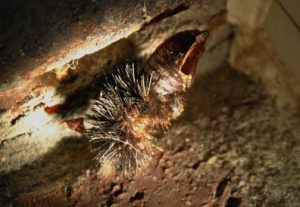 Who’s that in the leopard skin